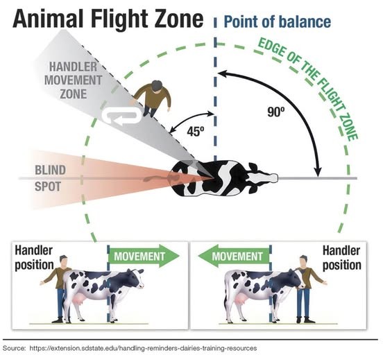 an overhead view of a cow and handler. The front 180 degrees of the animal is the flight zone.